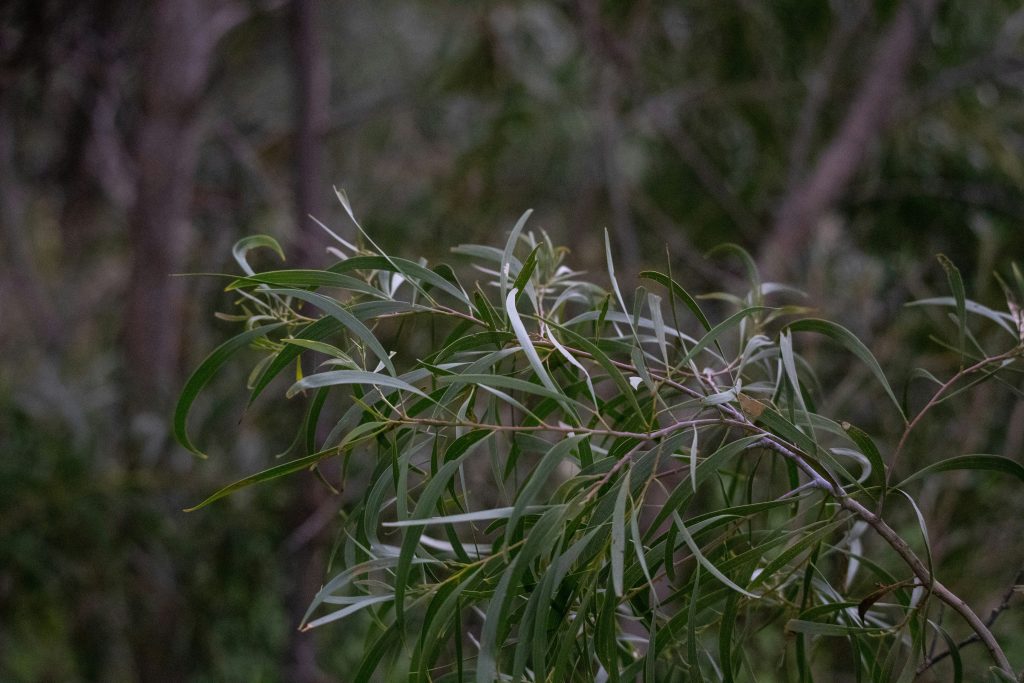 Malapitang larawan ng isang punla ng eucalyptus sa Australian Bush