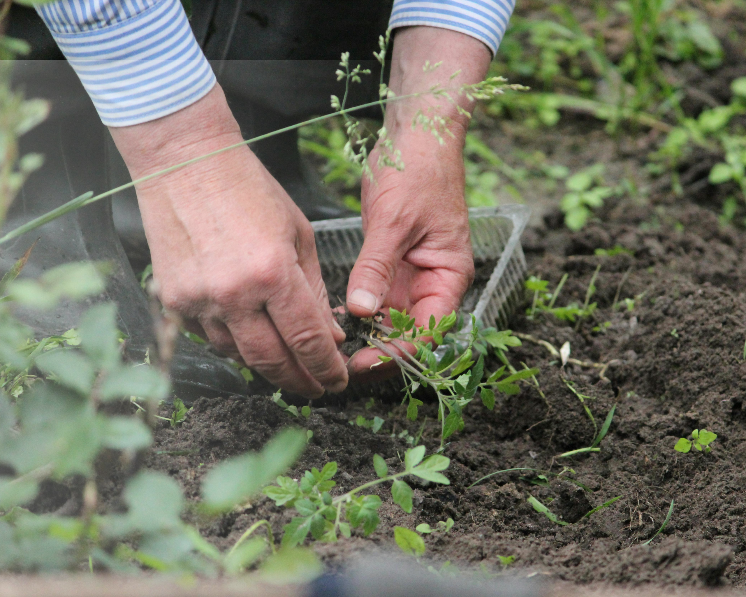 close up of a person's hands planting seedlings into soil